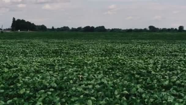 Veld Groen Veld Tegen Een Blauwe Hemel — Stockvideo