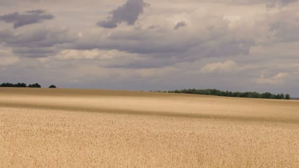 Veld Tarwe Veld Met Wolken Die Schaduwen Het Veld Creëren — Stockvideo