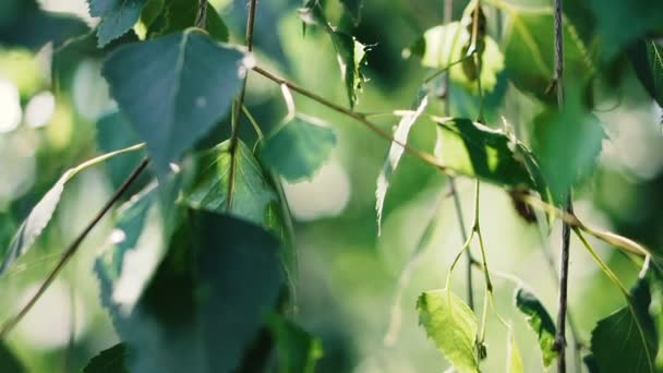 Folhas Verdes Que Crescem Nas Árvores — Vídeo de Stock