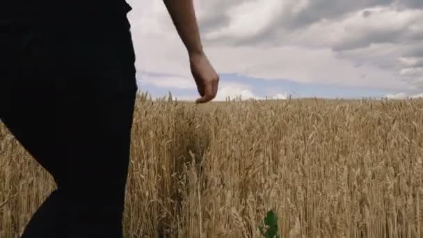 Veld Een Meisje Loopt Door Een Gele Tarwe Veld — Stockvideo