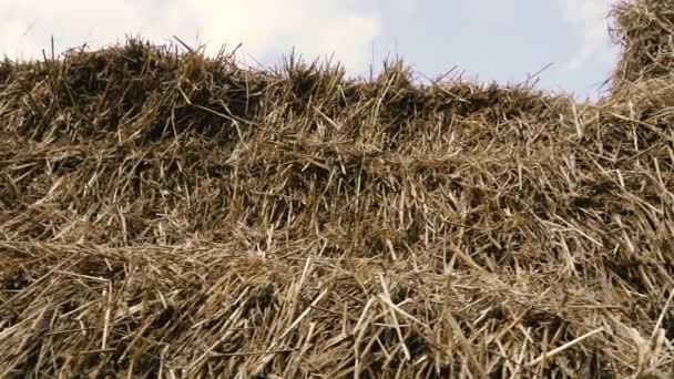 Hay. Hay lies on a background of blue sky. — Stock Footage Hay Hay Lies Background Blue Sky Video Clip
