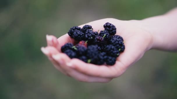 Mulberry Hands Holding Mulberry Berry — Stock Video