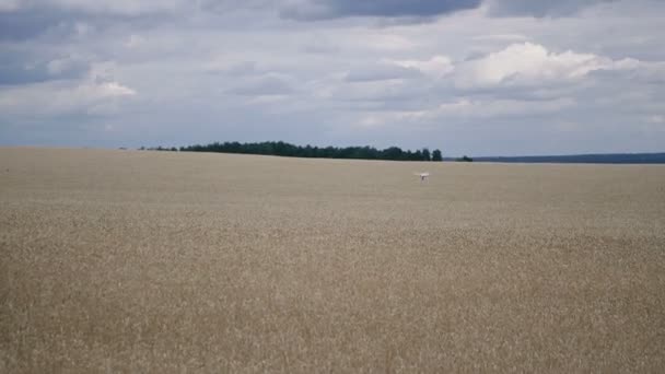 Quadricóptero Quadricóptero Voa Longo Campo Trigo — Vídeo de Stock