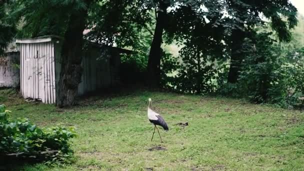 Stork Stork Wandelen Door Het Gras — Stockvideo