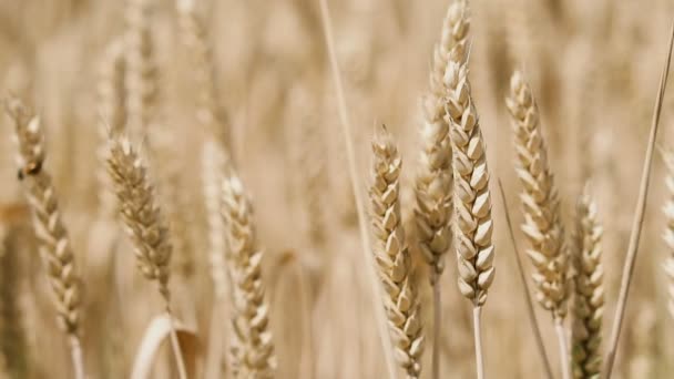 Des épillets de blé. Gros plan blé 