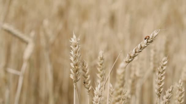 Колючки Пшеницы Крупный План — стоковое видео