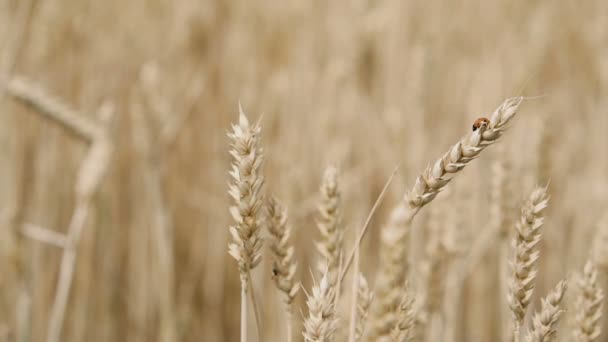 Spikelets Vete Närbild Vete — Stockvideo