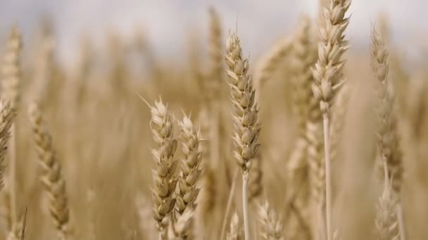 Spikelets Wheat Close Wheat — Stock Video