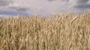 Buğday tarlası. Mavi gökyüzüne karşı buğday sarı alan.