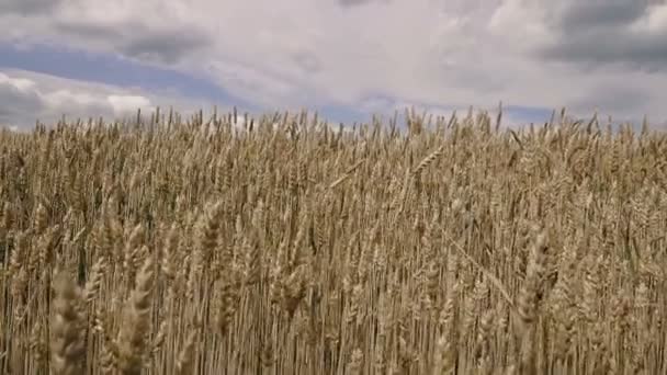 Weizenfeld Weizengelbes Feld Vor Blauem Himmel — Stockvideo