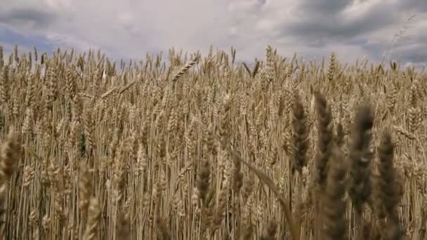 小麦畑青空に対する小麦黄色のフィールド — ストック動画