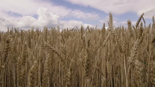 Пшеничное Поле Пшеничное Желтое Поле Фоне Голубого Неба — стоковое видео