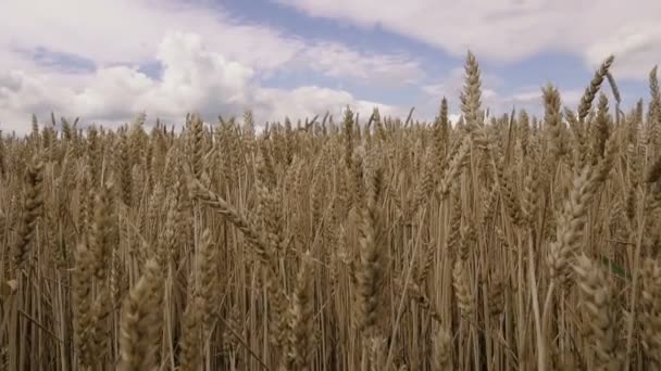 Campo Trigo Campo Amarillo Trigo Contra Cielo Azul — Vídeo de stock