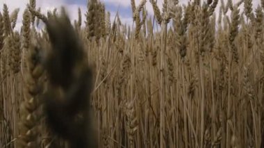 Buğday tarlası. Mavi gökyüzüne karşı buğday sarı alan.