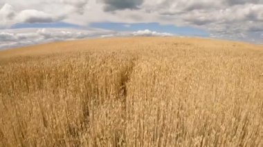 Buğday tarlası. Mavi gökyüzüne karşı buğday sarı alan.