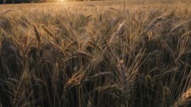 Buğday tarlası. Gün batımının arka planında bir buğday tarlası.