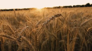 Buğday tarlası. Gün batımının arka planında bir buğday tarlası.