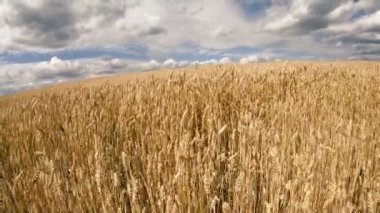 Buğday tarlası. Mavi gökyüzüne karşı buğday sarı alan.