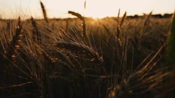 Tarwe Veld Een Veld Van Tarwe Tegen Achtergrond Van Zonsondergang — Stockvideo