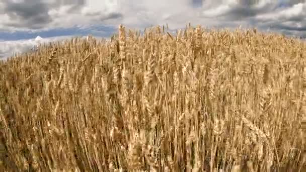 Champ Blé Champ Blé Jaune Contre Ciel Bleu — Video