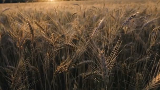 Tarwe Veld Een Veld Van Tarwe Tegen Achtergrond Van Zonsondergang — Stockvideo