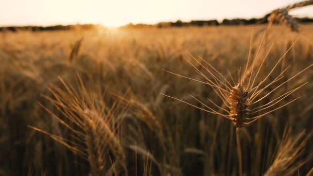 小麦畑夕焼けを背景にした小麦畑 — ストック動画