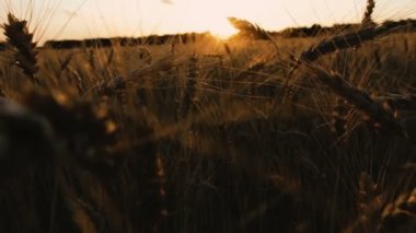 Buğday tarlası. Gün batımının arka planında bir buğday tarlası.