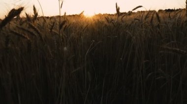 Buğday tarlası. Gün batımının arka planında bir buğday tarlası.
