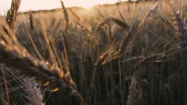 Пшеничное Поле Поле Пшеницы Фоне Заката — стоковое видео