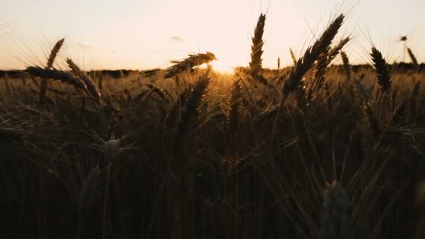 Tarwe Veld Een Veld Van Tarwe Tegen Achtergrond Van Zonsondergang — Stockvideo