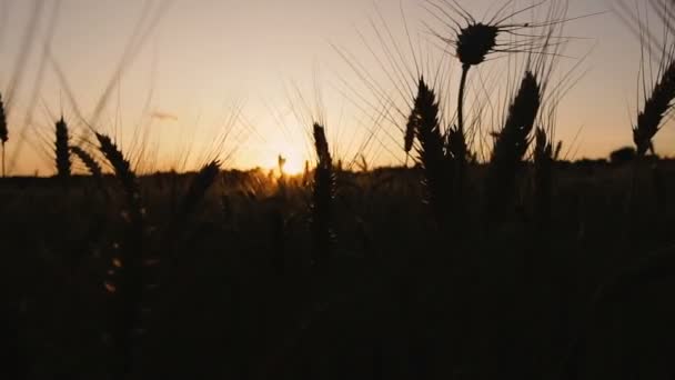 Пшеничное Поле Поле Пшеницы Фоне Заката — стоковое видео