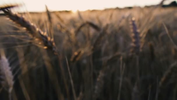 Tarwe Veld Een Veld Van Tarwe Tegen Achtergrond Van Zonsondergang — Stockvideo