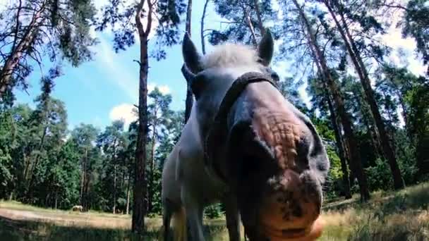 Biały Koń Koń Zjada Cukier — Wideo stockowe