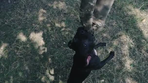 Träna Kämpande Hund Hund Skapa Amerikanen Grop Tjur Förfärlig Hög — Stockvideo