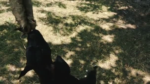 闘う犬を訓練する犬の品種アメリカピットブルテリアは 犬のおもちゃのための高ジャンプ — ストック動画