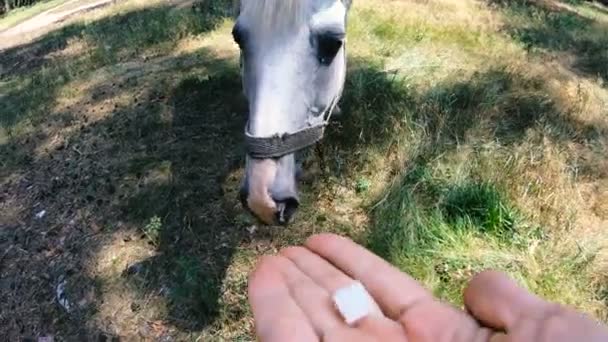 Caballo Blanco Caballo Come Azúcar — Vídeo de stock