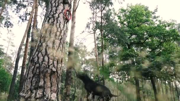 Тренируешь Собаку Порода Собак Американский Питбуль Терьер Прыгает Высоту Игрушки — стоковое видео