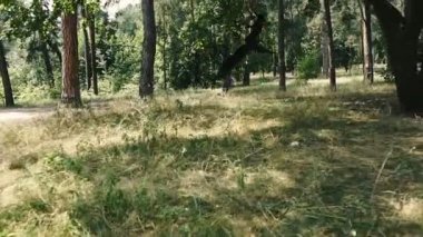 Dövüş köpeği eğitmek. Köpek ırkı Amerikan Pit Bull Terrier bir köpek oyuncak için yüksek atlar.