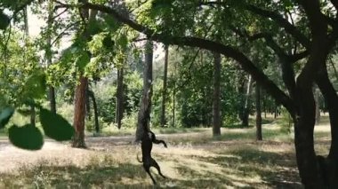 Dövüş köpeği eğitmek. Köpek ırkı Amerikan Pit Bull Terrier bir köpek oyuncak için yüksek atlar.