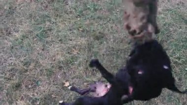 Dövüş köpeği eğitmek. Köpek ırkı Amerikan Pit Bull Terrier bir köpek oyuncak için yüksek atlar.
