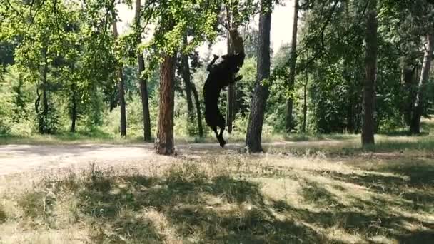 Тренируешь Собаку Порода Собак Американский Питбуль Терьер Прыгает Высоту Игрушки — стоковое видео