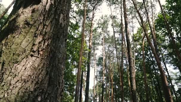 Εκπαιδεύεις Ένα Σκύλο Που Παλεύει Σκύλος Φυλή Αμερικανικό Pit Bull — Αρχείο Βίντεο