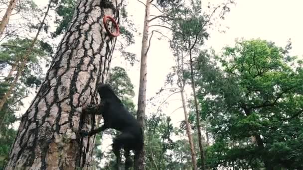 训练一只斗狗狗品种美国坑公牛梗跳高为狗玩具 — 图库视频影像