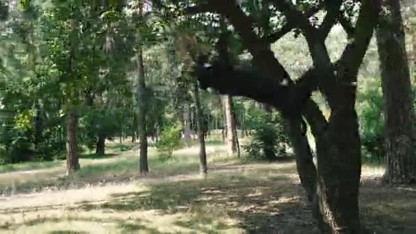 Entraîner un chien de combat. Chien de race American Pit Bull Terrier sauts en hauteur pour un jouet pour chien .