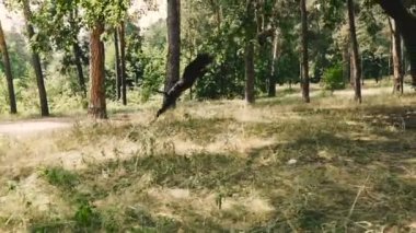 Video klip. Köpek ırkı Amerikan Pit Bull Terrier bir köpek oyuncak için yüksek atlar.