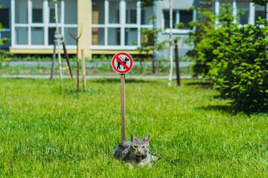 Köpek gezdirmek yasaktır. Kedi çimenlerin üzerinde yatıyor.