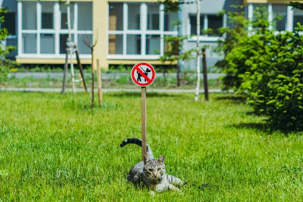 Promenade de chien est interdit. Le chat est couché sur l'herbe près de th — Photo
