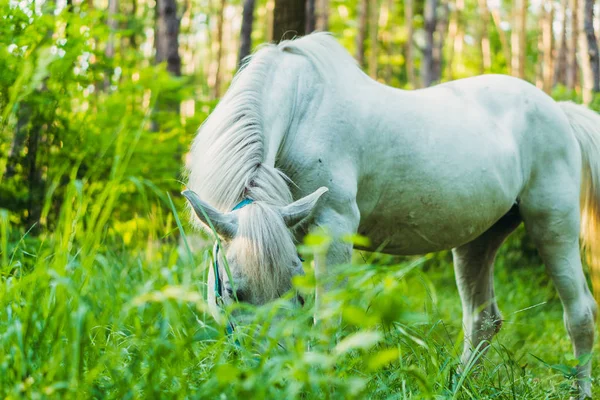 Beyaz at. Beyaz at ot yiyor — Stok fotoğraf