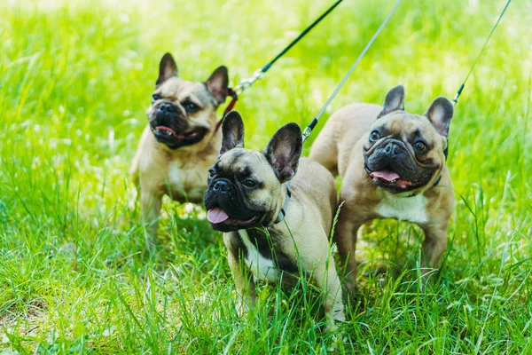 Französische Bulldogge. drei Hunde der französischen Bulldoggen-Rasse Gassi gehen — Stockfoto