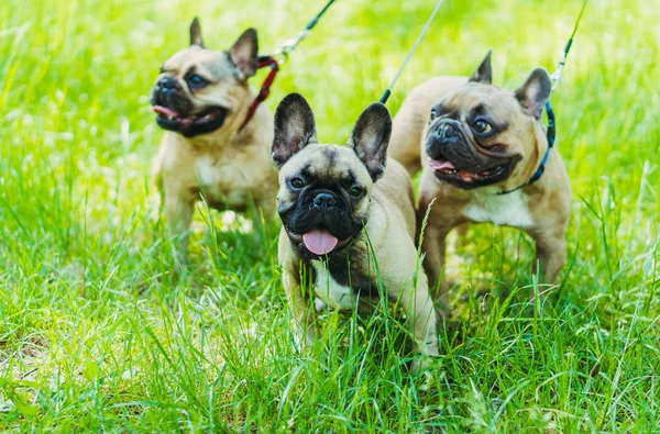 French Bulldog. Three dogs of French Bulldog breed walking throu